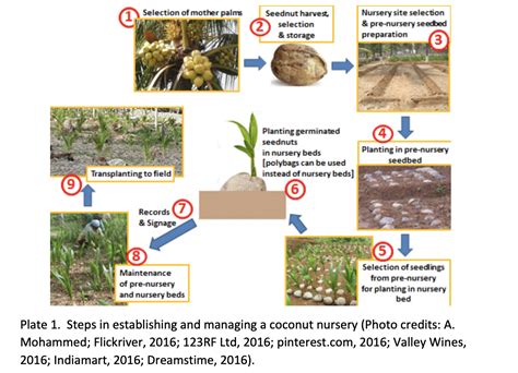 Coconut (Cultivation etc.) - Agriculture Nigeria