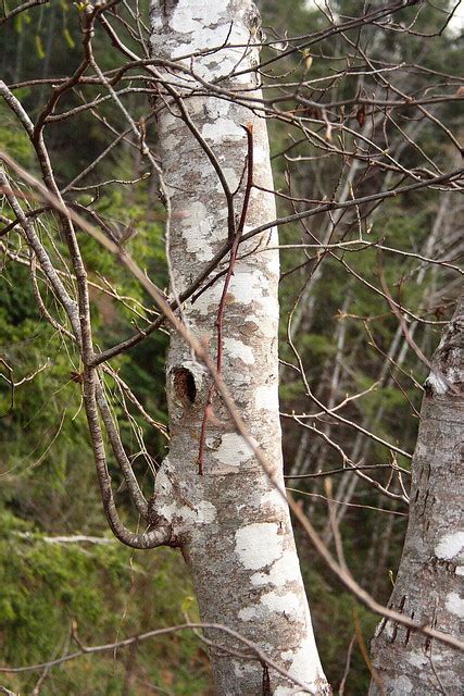 Alder Bark | Flickr - Photo Sharing!