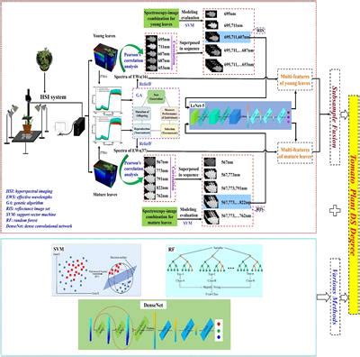 Frontiers | Drought stress identification of tomato plant using multi-features of hyperspectral ...