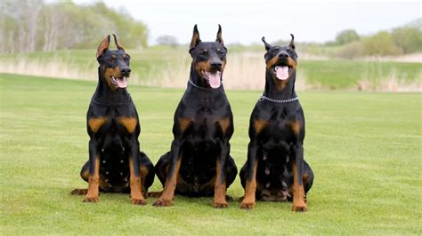 15 Most Expensive Dog Breeds In The World [2023] - Animal Vised