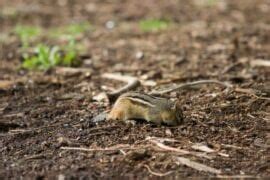 How to Get Rid of Chipmunk Tunnels (11 Effective Methods) - My Backyard ...