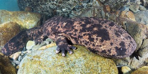 Snorkeling with Japanese Giant Salamanders in Japan | Big Fish Expeditions