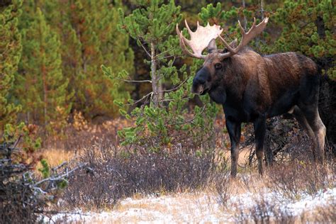 Super Tag Win Produces Wyoming Moose - Bowhunter