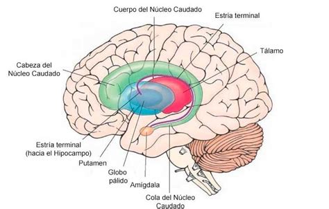 El núcleo caudado es una estructura del cerebro que conforma el cuerpo ...