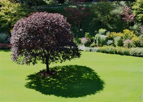 Panoramio - Photo of Noon Shadow