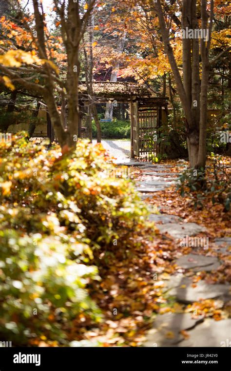 Japanese Fall Foliage Stock Photo - Alamy