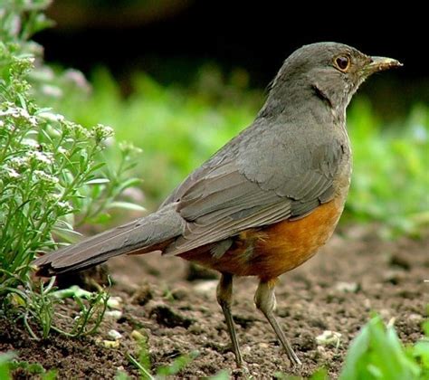 Rufous-Bellied Thrush : National Bird of Brazil | Interesting facts about Thrush