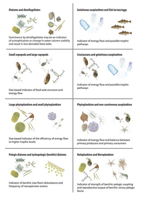 Zooplankton Definition Examples And Types Biology