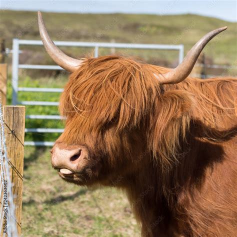 Highland Cow Sticking out Its Tongue Stock Photo | Adobe Stock