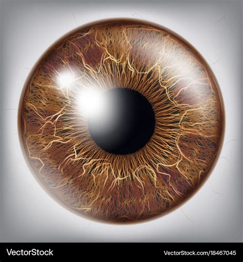 Human eye iris 3d realistic eyeball Royalty Free Vector