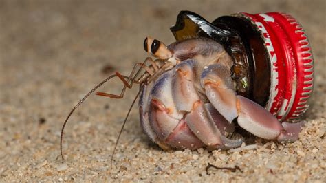 Hermit crabs using plastic waste for shells, study finds | ITV News