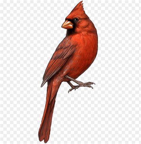 Cardinal Clipart Tiny Bird - Cardinal PNG Transparent With Clear ...