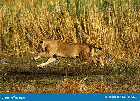 View of a Large Lion Jumping Over the Water Stock Photo - Image of brian, enjoying: 135551554