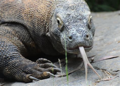 KOMODO DRAGON with FORKED TONGUE | Bob Rohr | Flickr