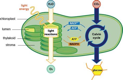 Inputs and Architecture of Photosynthesis and Photosynthesis | Photosynthesis, Biology classroom ...