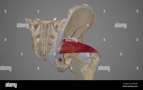 Anatomy of Greater Sciatic Foramen Stock Photo - Alamy