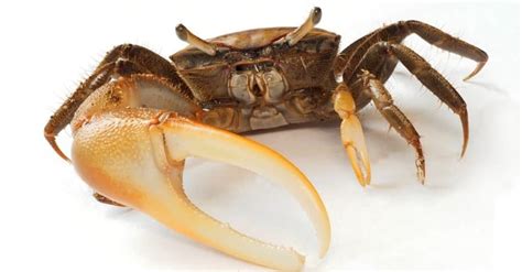 What Do Crabs Eat? - A-Z Animals