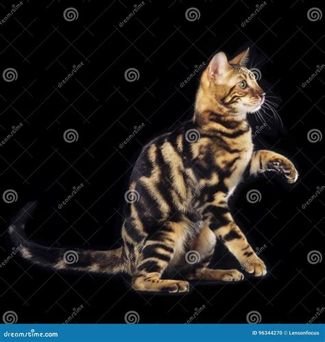 Bengal Cat Sitting Sideways Stock Photos - Free & Royalty-Free Stock ...