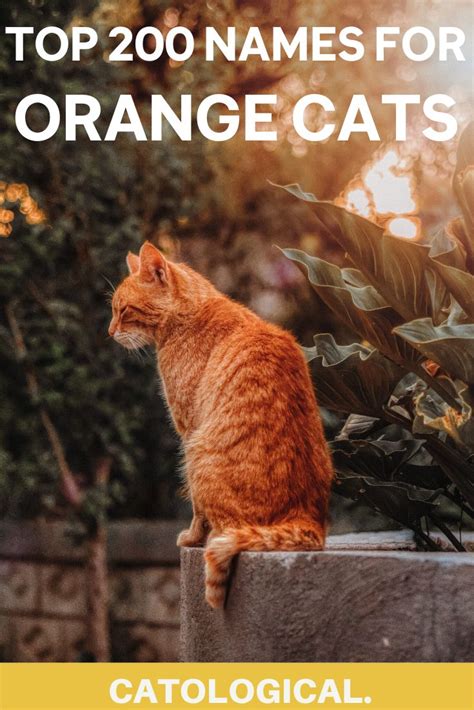 Top 200+ Names For Orange Cats: Funny, Traditional, Unique, And More! in 2020 | Girl cat names ...