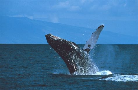 The Top 14 Most Interesting Facts About Humpback Whales