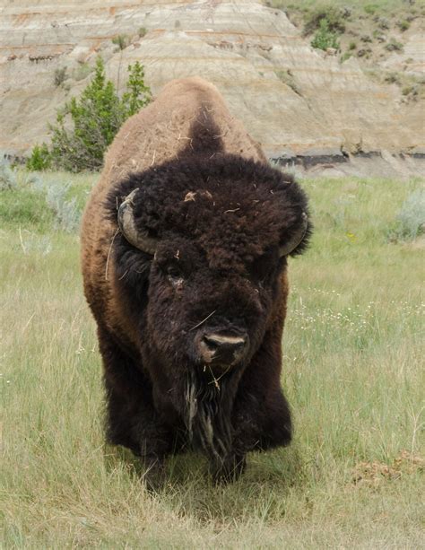 https://flic.kr/p/PKCaXm | Watford City, Theodore Roosevelt National Park, American Bison, Wild ...