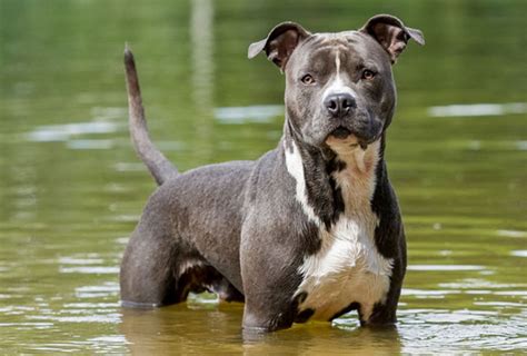 American Staffordshire Terrier - Amstaff - Dog Breed Info. videos, FAQs