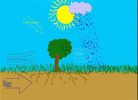 Photosynthesis Animation - YouTube