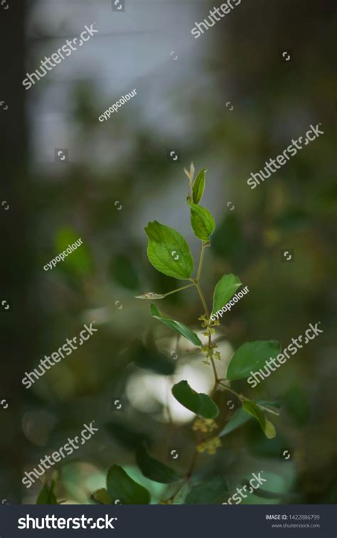 Green Leaf Ziziphus Mauritiana Tree Isolated Stock Photo 1422886799 | Shutterstock