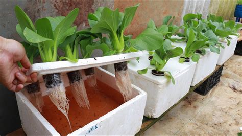 Growing Hydroponic Vegetable Garden at Home - Easy for Beginners - YouTube