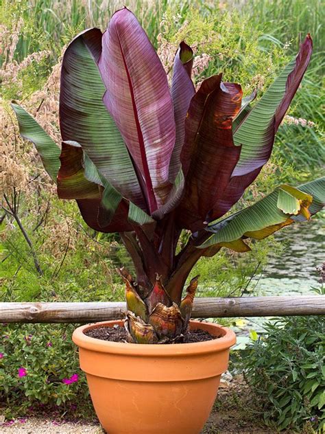 Red Abyssinian Banana Tree Ensete Ventricosum | Banana plants, Banana plant indoor, Banana plant ...