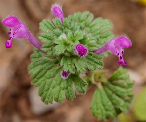 Lamium amplexicaule - Plant Biodiversity of South-Western Morocco