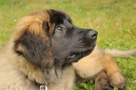 Leonberger puppy