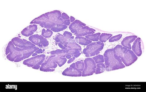 Thymus gland histology hi-res stock photography and images - Alamy