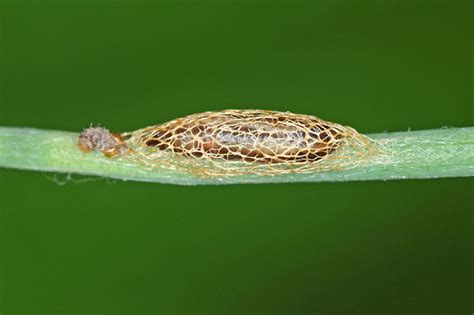 How to Identify and Control Garlic Pests | Gardener's Path