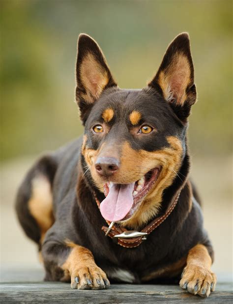 The Australian Kelpie: Information about this dog breed