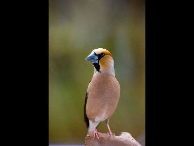 Finch - Hawfinch Information for Kids