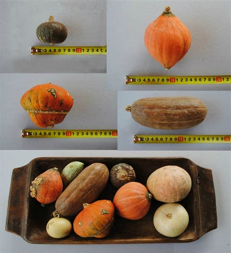 Cucurbita maxima (Autumn Squash, Buttercup Squash, Hubbard Squash ...