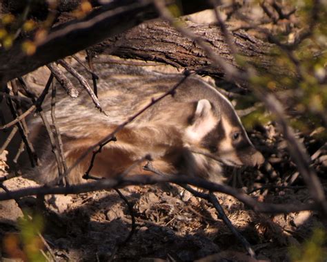 Desert Colors: Badgers