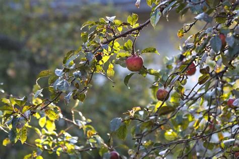 Reviving Your Orchard: A Guide to Pruning Old Apple Trees - Minneopa ...