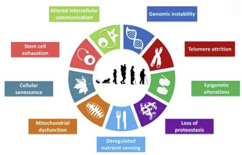 Nine Hallmarks of Ageing - The Age Well Times