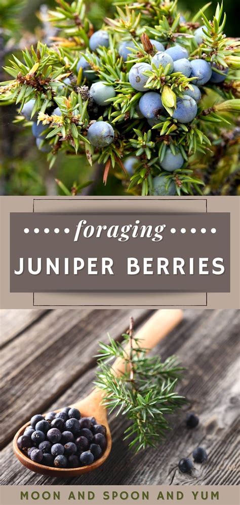 All About Juniper Berries + 11 Recipes - MOON and spoon and yum