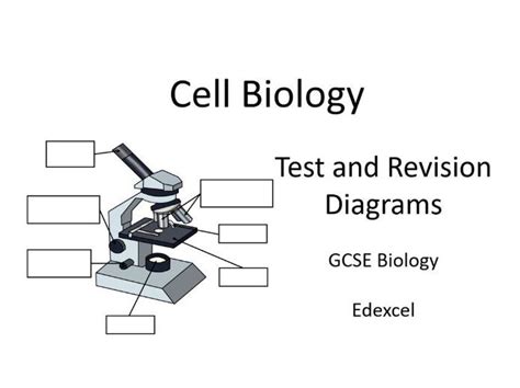 Diagrams Cell Biology GCSE (Edexcel) | Teaching Resources