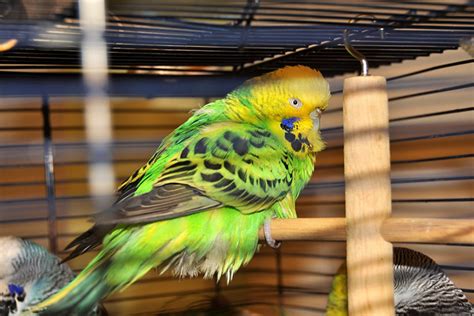 Why Is My Budgie Breathing Fast And Heavily? - Clever Pet Owners