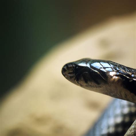 Against Popular Belief: Debunking Myths About Snake Behavior - ruggedreptiles.com