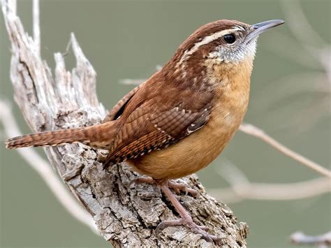 NestWatch | Carolina Wren - NestWatch