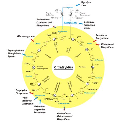 Citratzyklus – Wikipedia