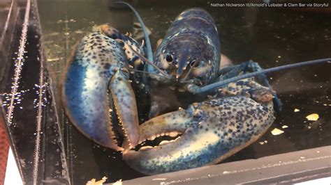 Blue lobster from Cape Cod restaurant headed to new life at St. Louis ...