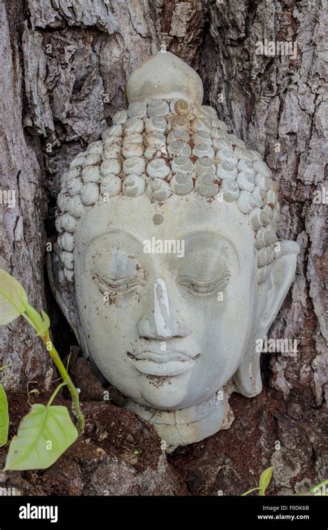 Buddhism head in banyan tree ,Thailand Stock Photo - Alamy