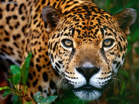 Animals: Jaguar Belize, desktop wallpaper nr. 14417