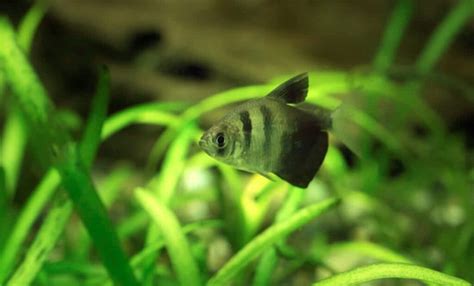 Black Skirt Tetra Diseases Care Guide | Feeding & Breeding